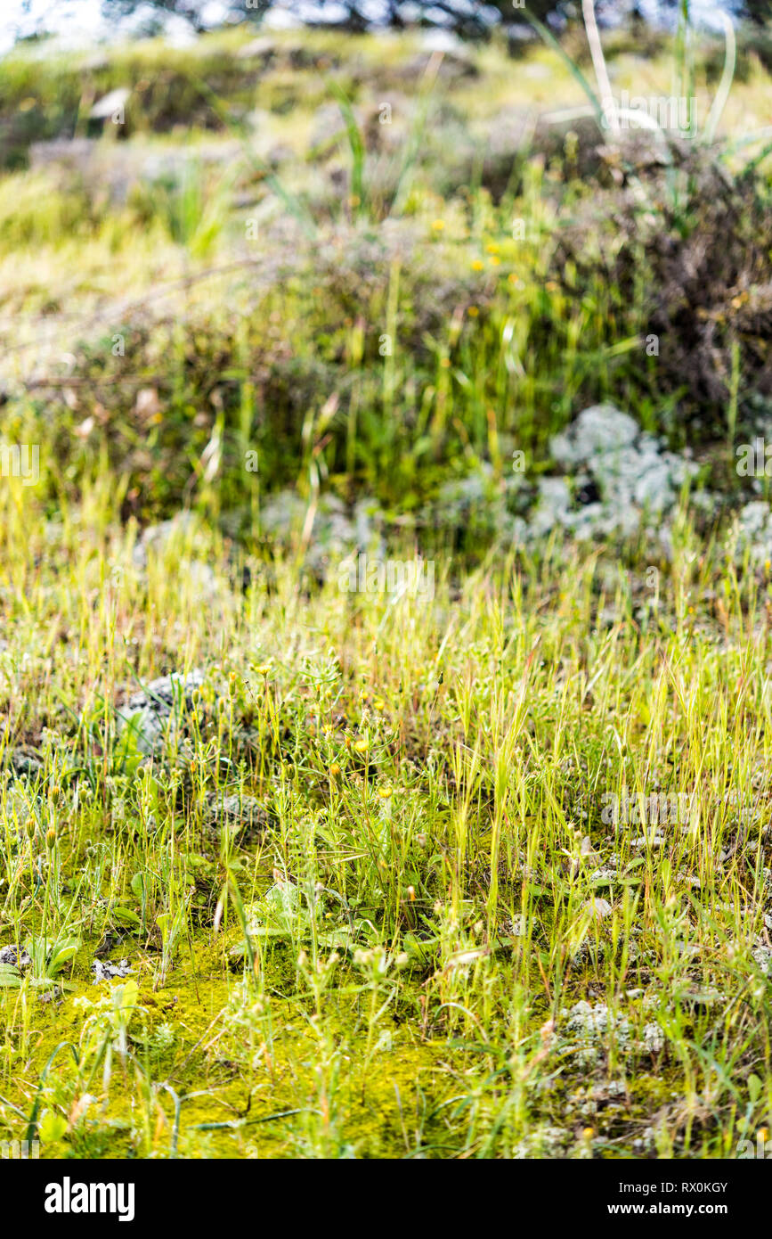 Moss Morning dew forest wild herbs plants and grass Stock Photo Alamy