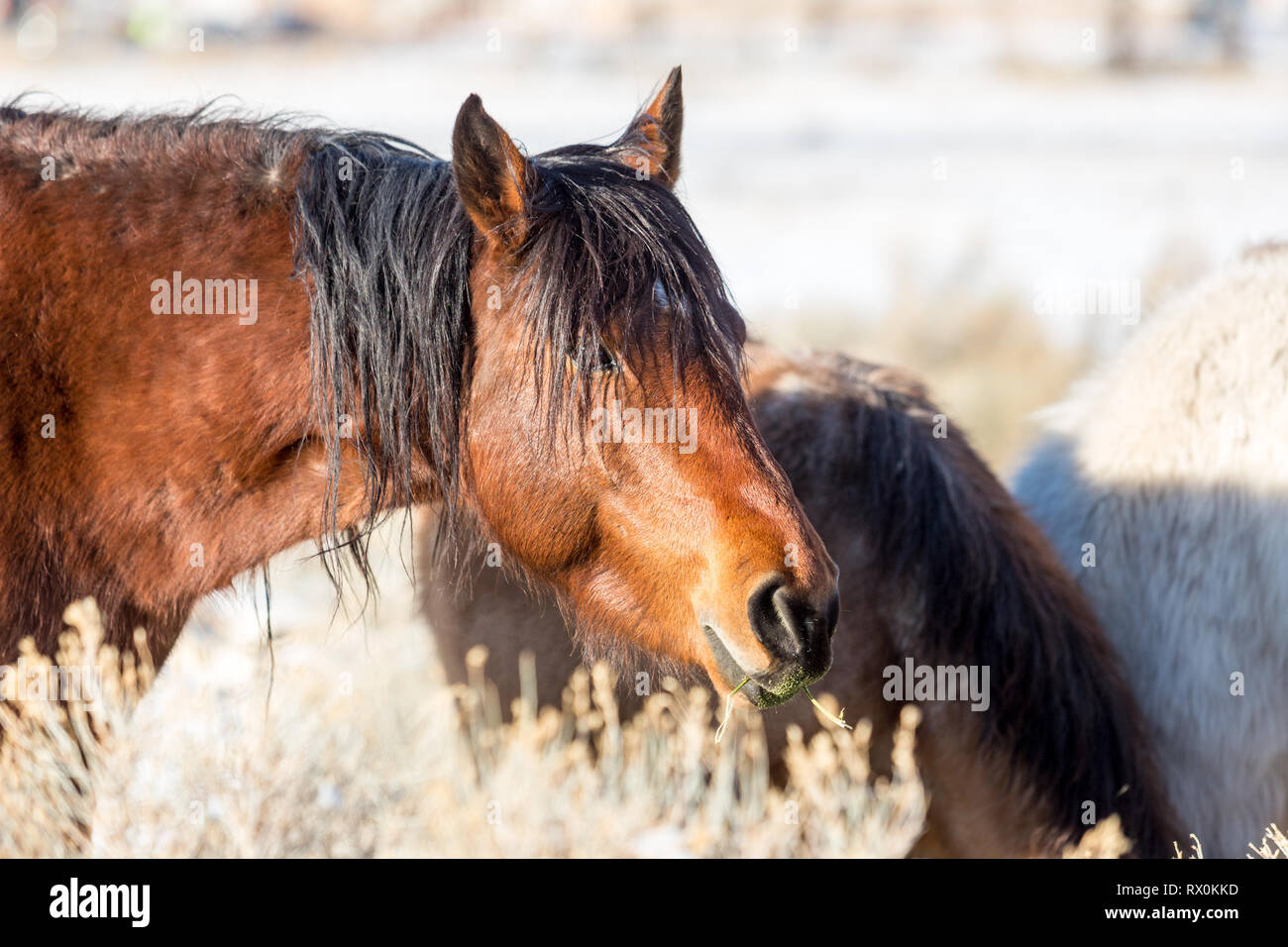 Wild horses browsing for food in the sagebrush Stock Photo Alamy
