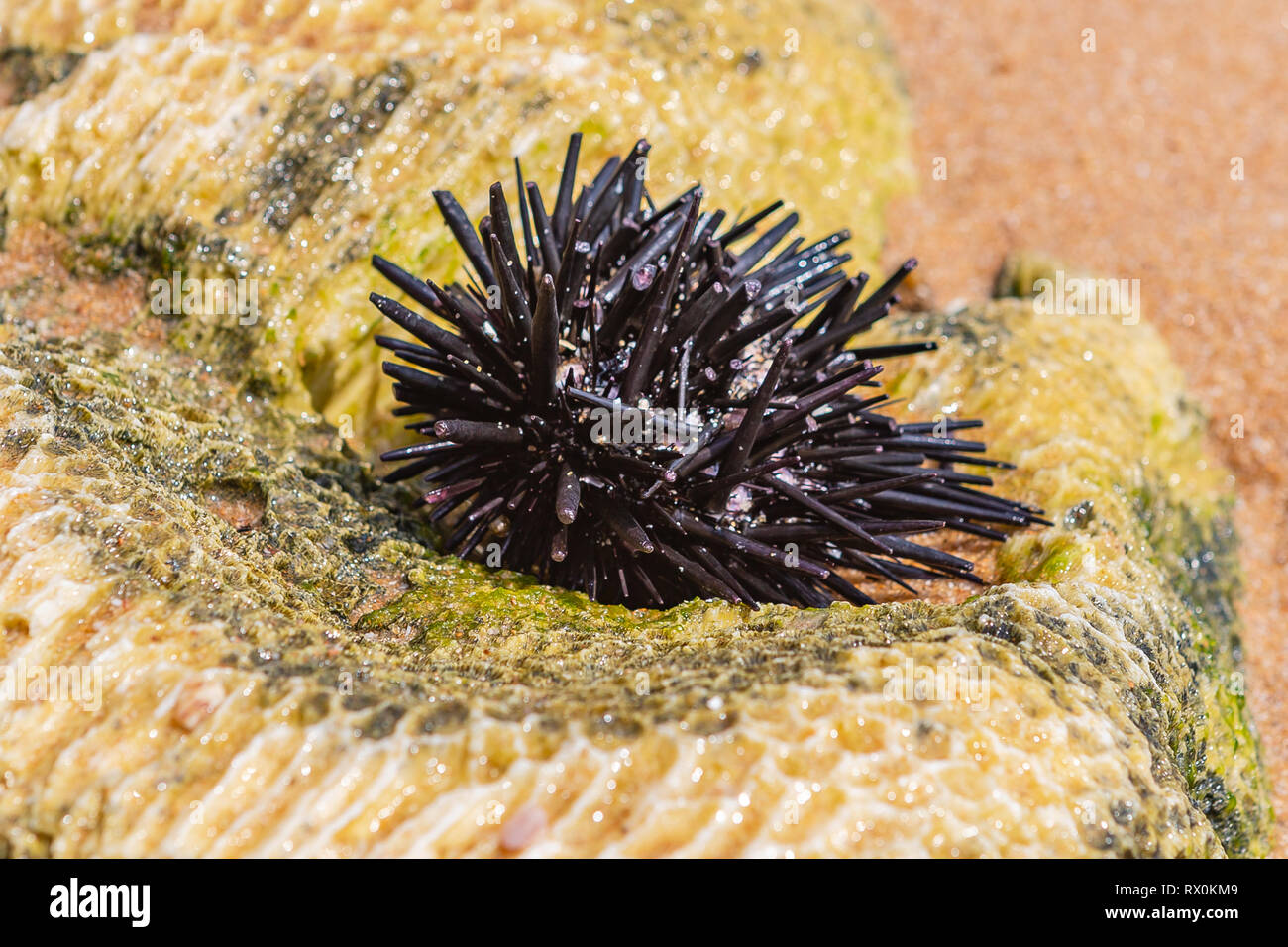 Sea urchin. Hikkaduwa beach. Sri Lanka. Stock Photo