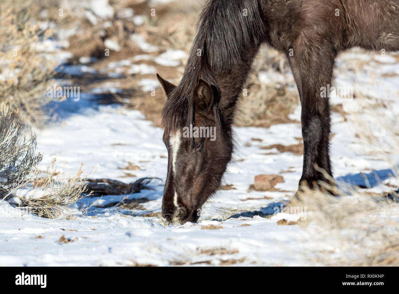 Wild horses browsing for food in the sagebrush Stock Photo Alamy