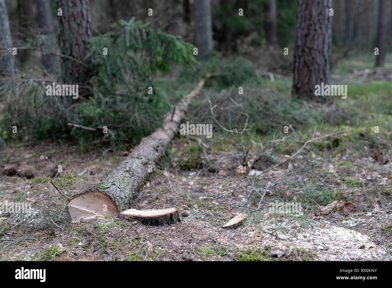 Cut down coniferous tree. Trunk and log of a tree. Season of the spring. Stock Photo