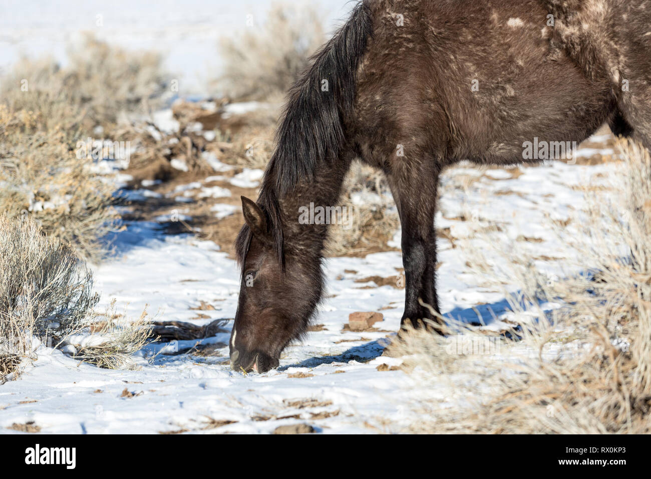 Wild horses browsing for food in the sagebrush Stock Photo Alamy