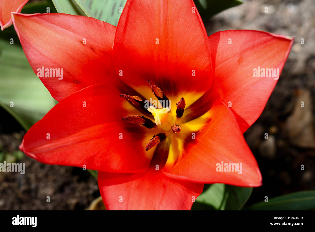 Close up of the red tulip, so you can see the pistil and stamens Stock Photo