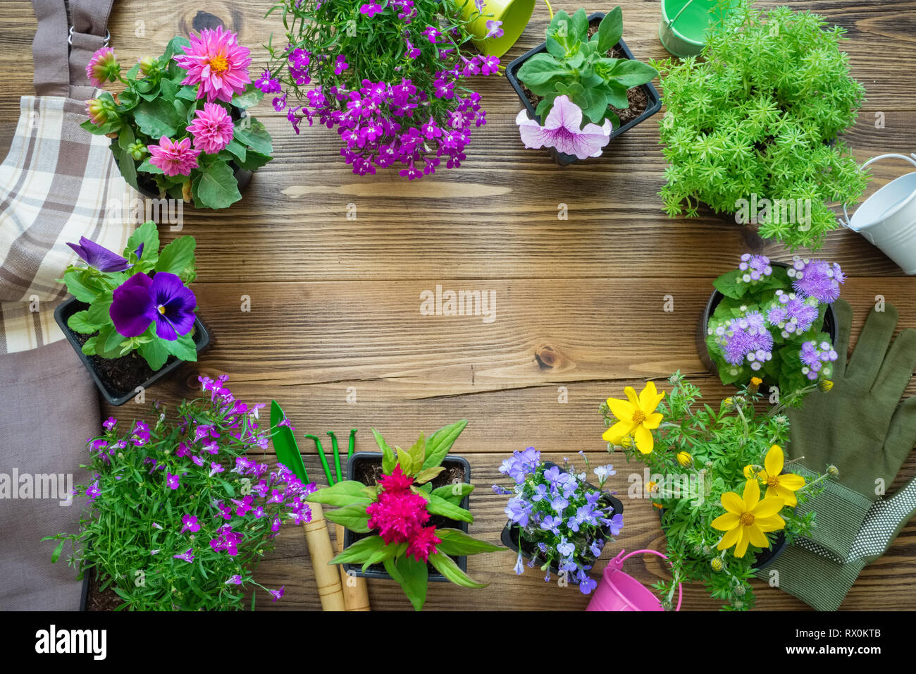 Seedlings of garden plants and nice flowers in flowerpots. Garden equipment: watering can, buckets, shovel, rake, gloves. Copy space for text. Stock Photo