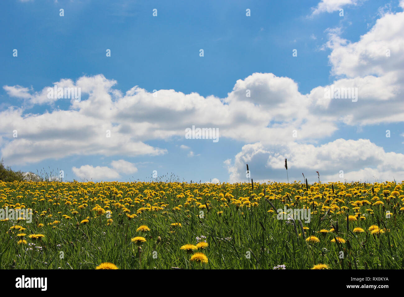 Field with yellow dandelions on a hill and blue sky Stock Photo