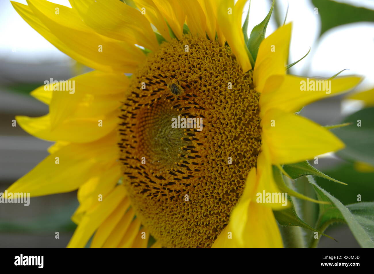 Yellow Sunflower with a Pollen covered bee Stock Photo