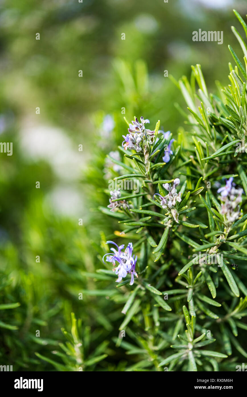 Rosemary bushes - Morning dew forest wild herbs plants and grass Stock Photo