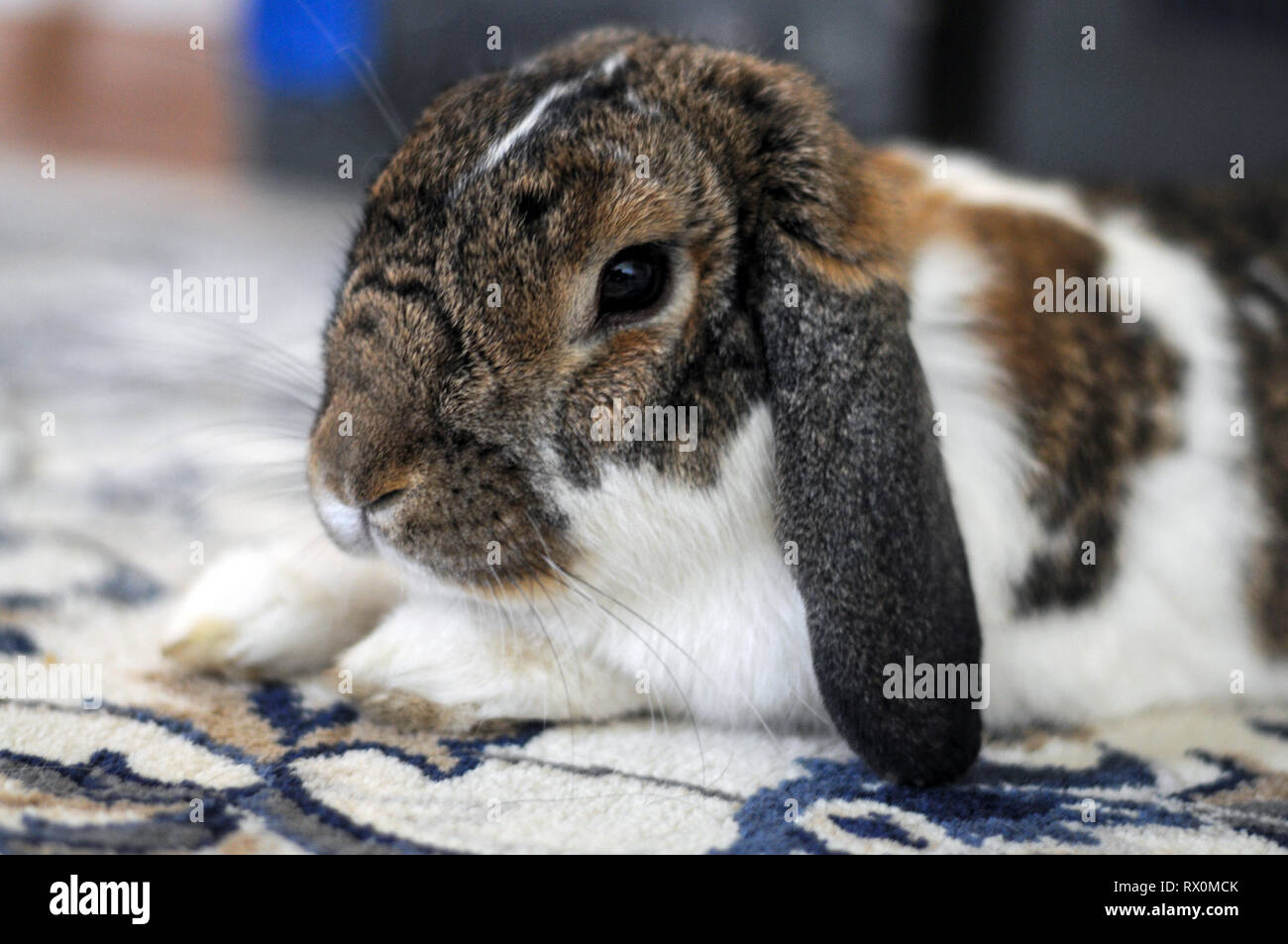 Cute small white and brown bunny laying relaxed on the carpet in home ...