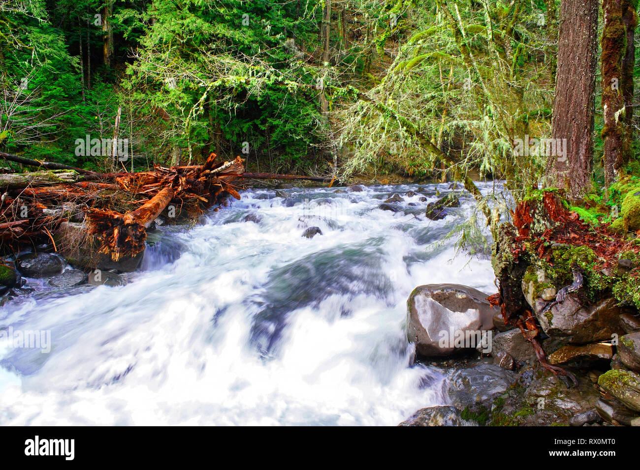 PHOTO: 40,562.02467 -- wild and scenic river rapids fast water conifer forest trees close up landscape stream whitewater logjam logs Stock Photo