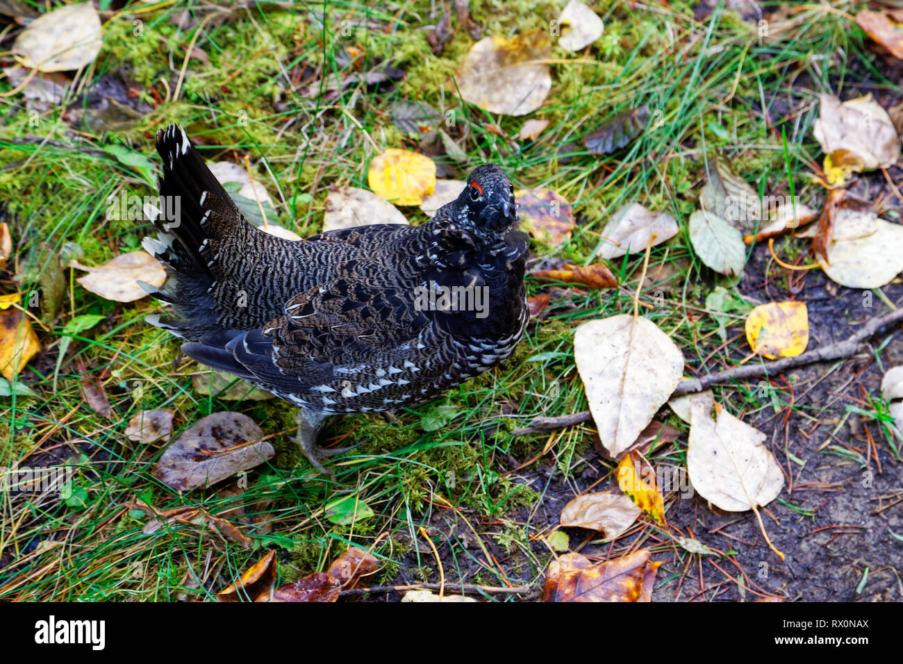 PHOTO: 42,642.06622 -- male Spruce Grouse (Falcipennis canadensis) Upland Game Bird Phasianidae, fall leaves on ground, close up, gray & black Stock Photo