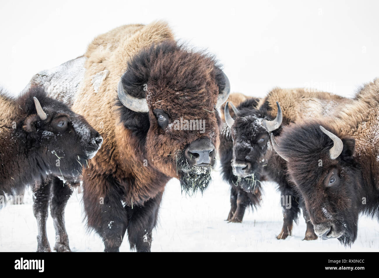 Plains Bison, Bison bison bison, in winter, Manitoba, Canada. Stock Photo
