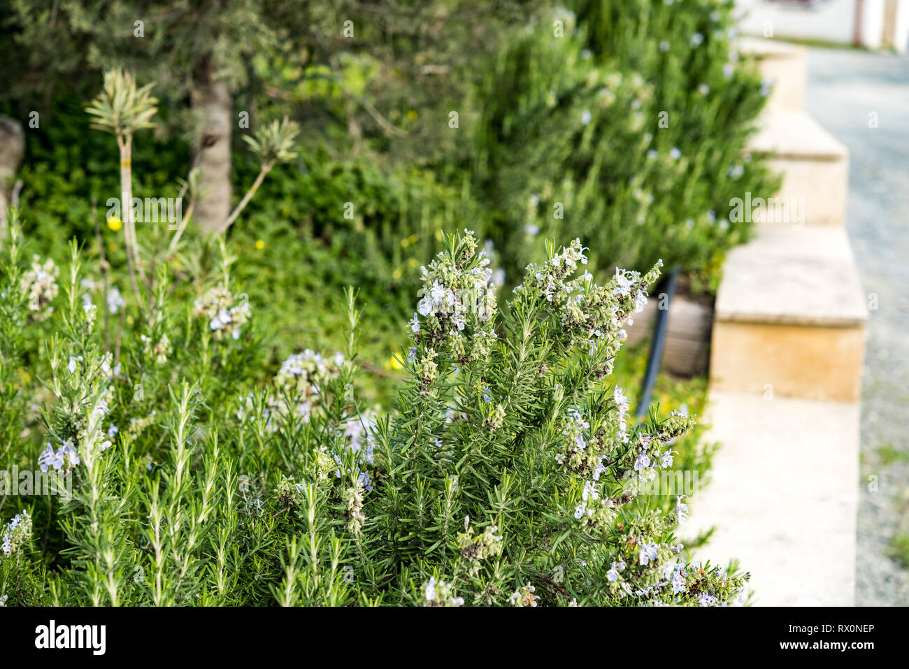 Rosemary bushes Morning dew forest wild herbs plants and grass Stock