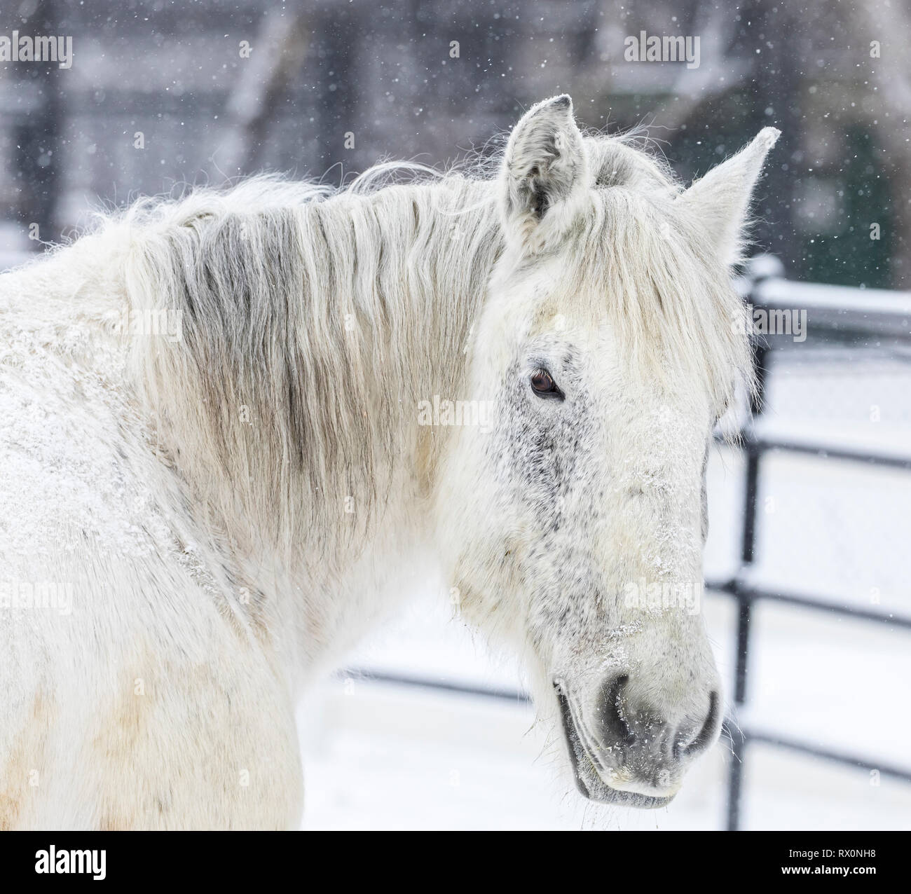 Percheron Horse in winter, close up, Manitoba, Canada. Stock Photo