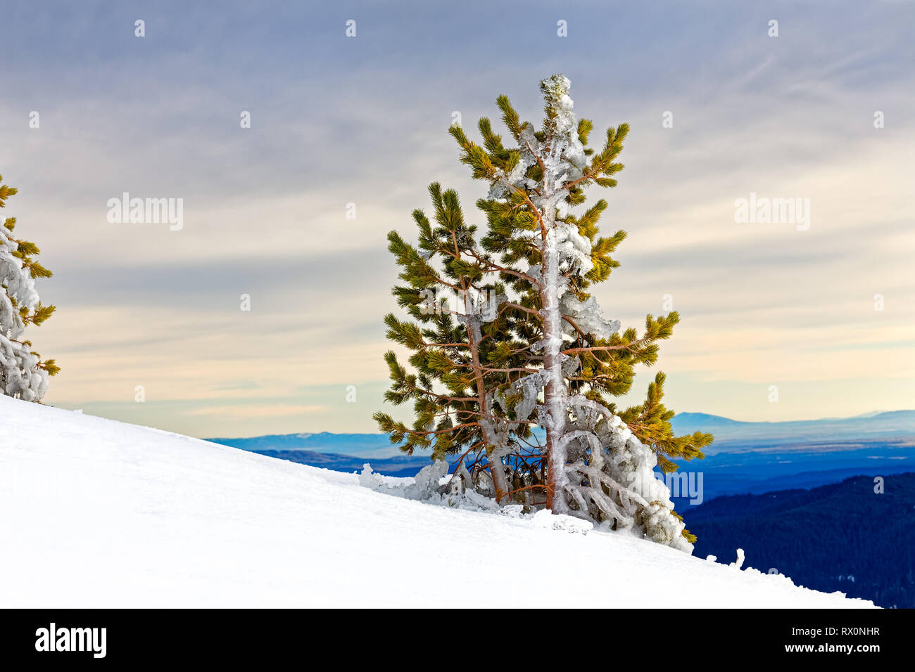 43,489.03976 windblown ice covered icy 8' tall conifer tree, fresh snow on ground, attractive cloudy sky background Stock Photo