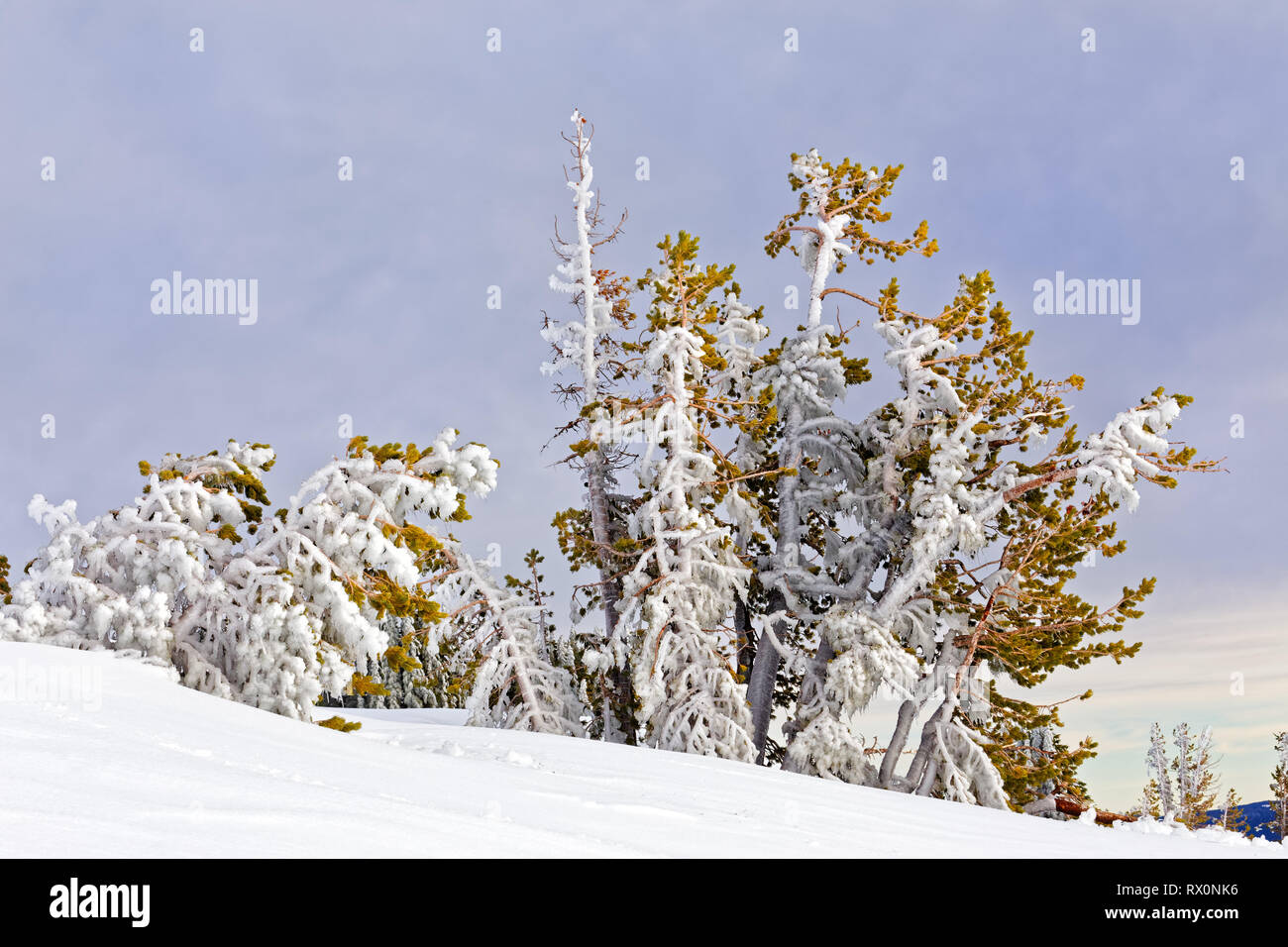 43,489.03993 -- closeup close up of a cluster of winter windblown ice covered 15' tall conifer trees snow hillside hilltop ridge, blue gray sky Stock Photo