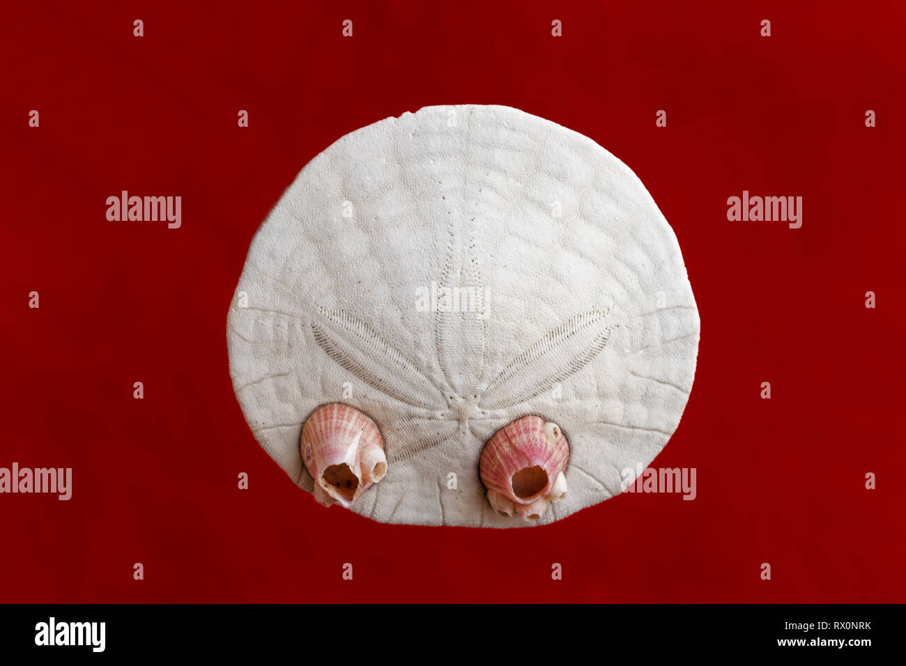 PHOTO: 43,503.04075 -- Closeup of a dead and cleaned Eccentric Sand dollar (Dendraster ecentricus) and 2 Dall's acorn barnacles red background, marine Stock Photo