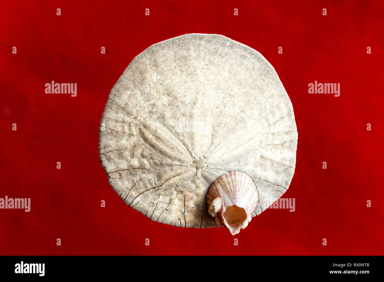 PHOTO: 43,503.04076 -- Closeup of a dead and cleaned Eccentric Sand dollar (Dendraster ecentricus) and Dall's acorn barnacle red background, marine Stock Photo