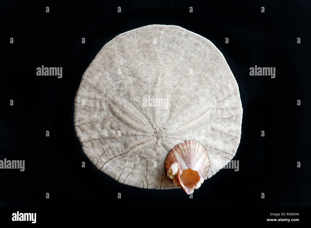 PHOTO: 43,503.04079 -- Closeup of a dead and cleaned Eccentric Sand dollar (Dendraster ecentricus, family Dendrasteridae, Sea Urchin class Echinoidea Stock Photo
