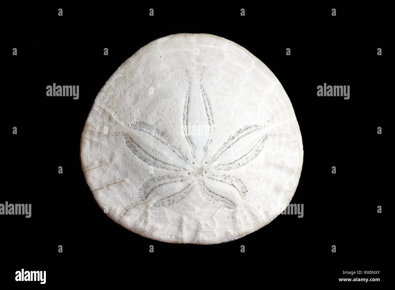 43,503.04131 -- Closeup round Eccentric Sand dollar Dendraster ecentricus white background Stock Photo