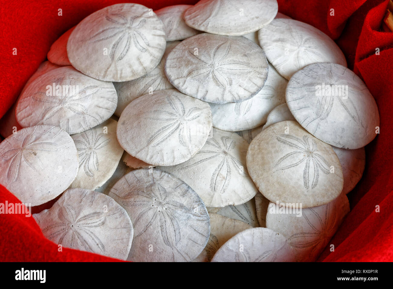43,503.04155 -- Closeup dozens dead cleaned Eccentric Sand dollars ...