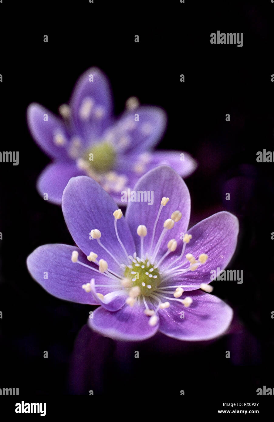 25,319.02100 1 inch diameter lavender blue purple Hepatica wildflower flower spring flooded area under deciduous Stock Photo