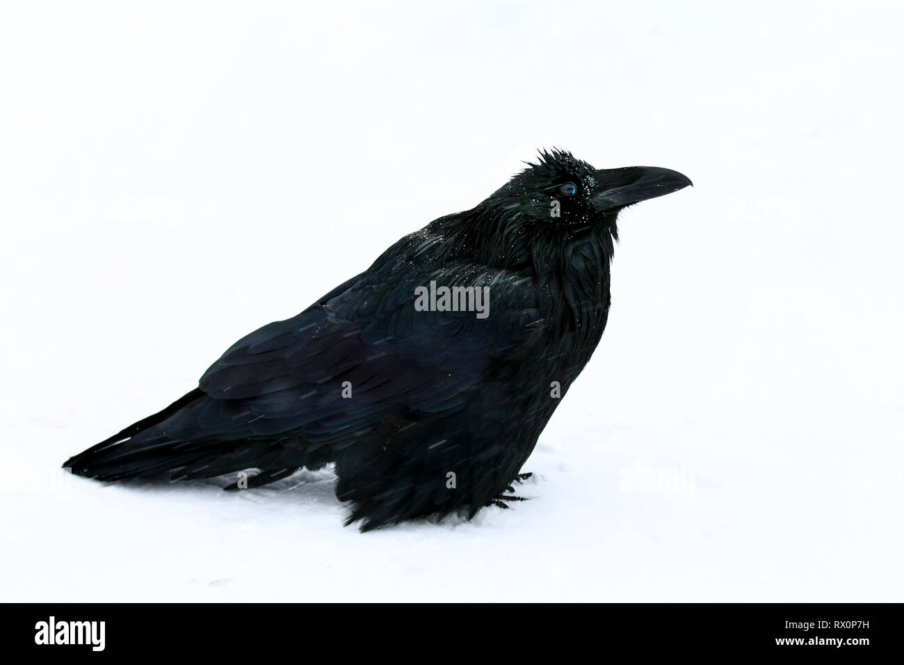 40,524.02021 -- handsome big black bird raven (Corvus corax, Corvidae – 20' long, beak to tail tip), standing in snowstorm -22° F Jasper, Canada Stock Photo