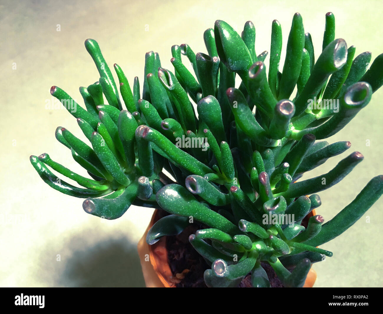 Rectangular arrangement of succulents, cactus succulents in a planter ...