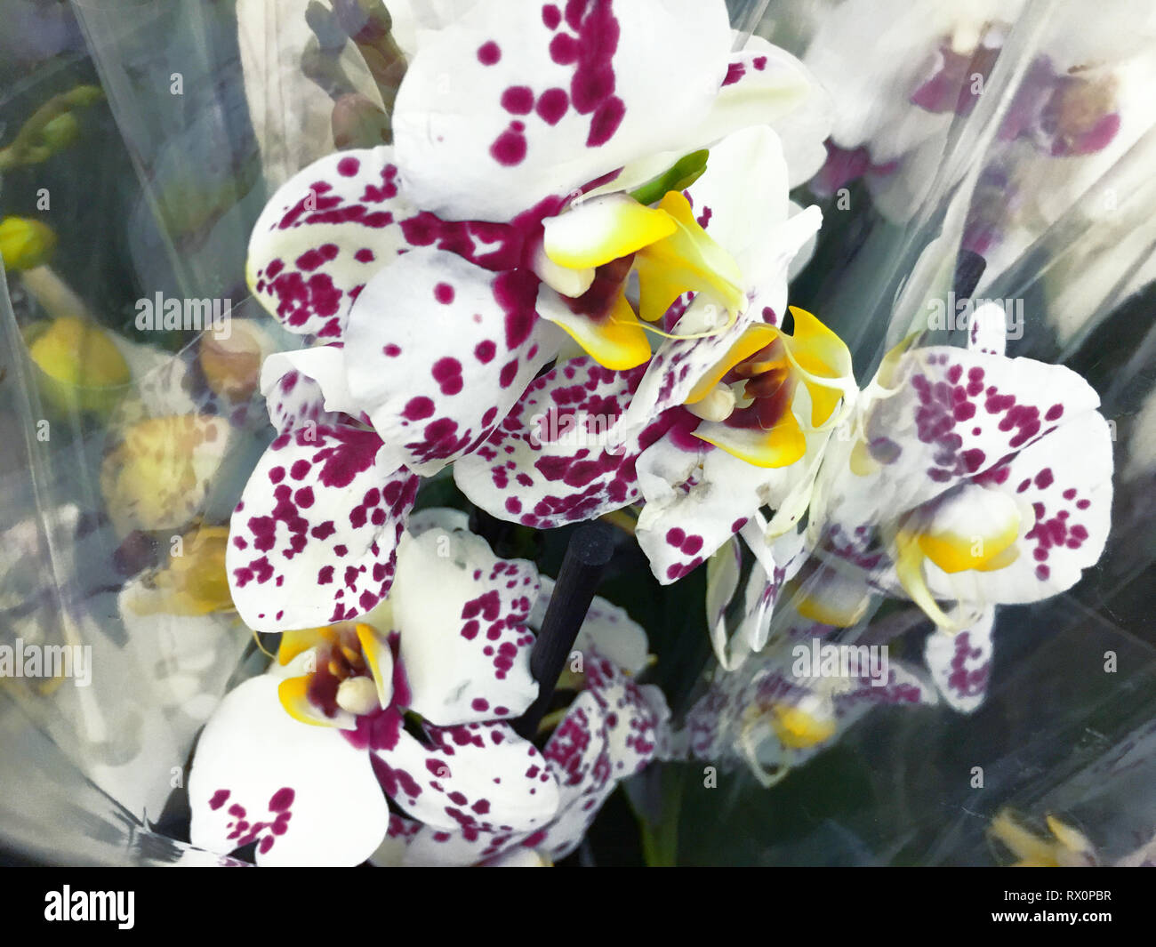 Flowering Orchid falenopsis prepared for sale at shop Stock Photo