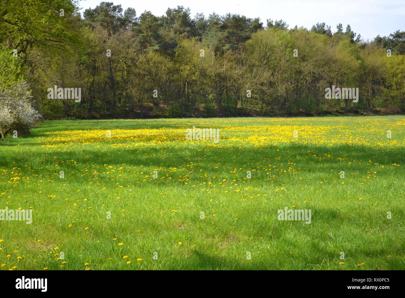 Springtime Fields Stock Photo