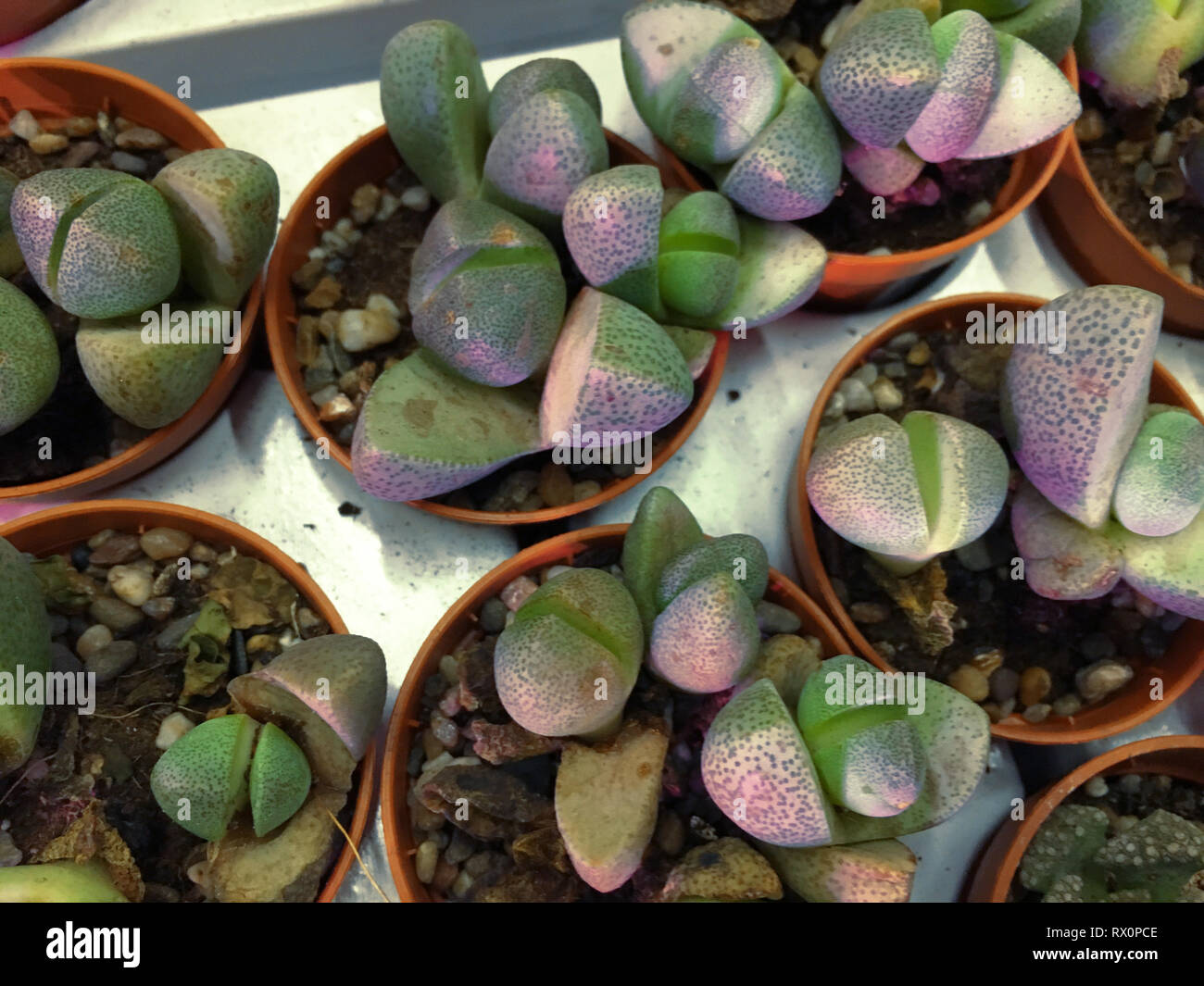 Rectangular arrangement of succulents, cactus succulents in a planter ...