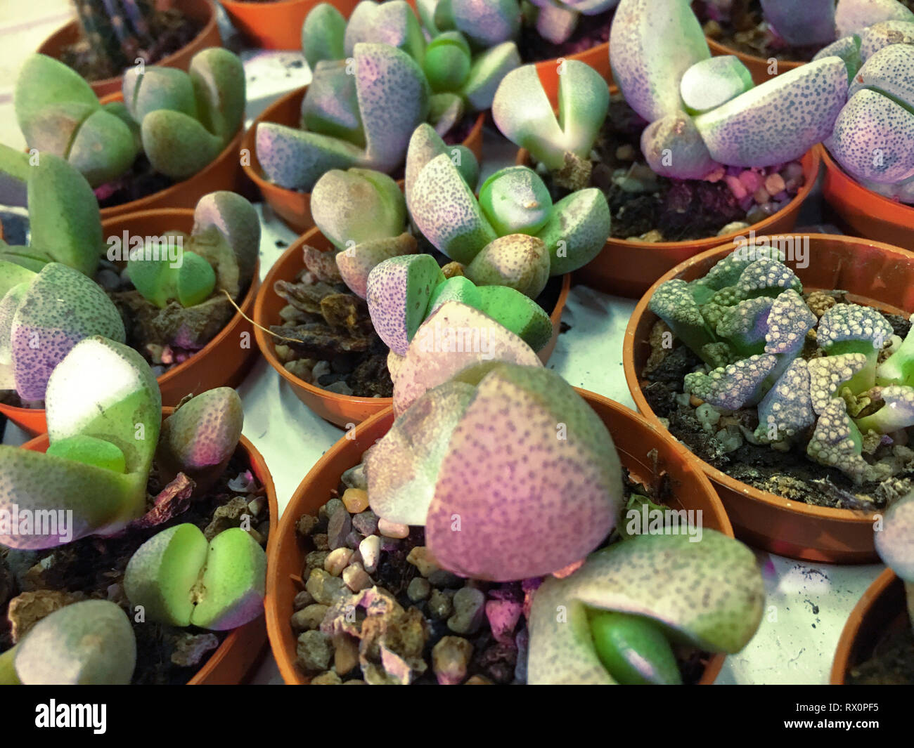 Rectangular arrangement of succulents, cactus succulents in a planter ...