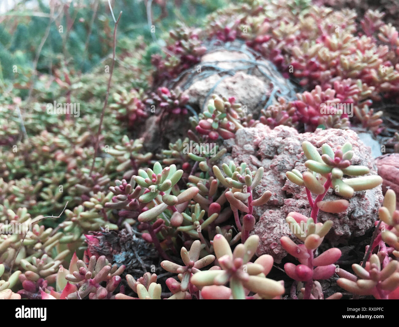 Rectangular arrangement of succulents, cactus succulents in a planter ...
