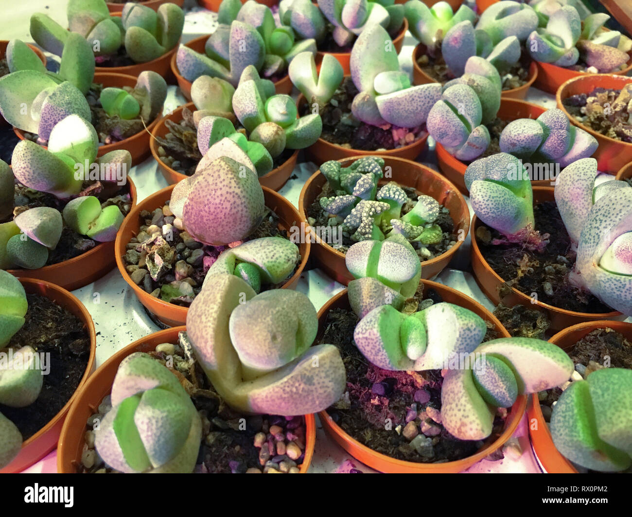 Rectangular arrangement of succulents, cactus succulents in a planter ...