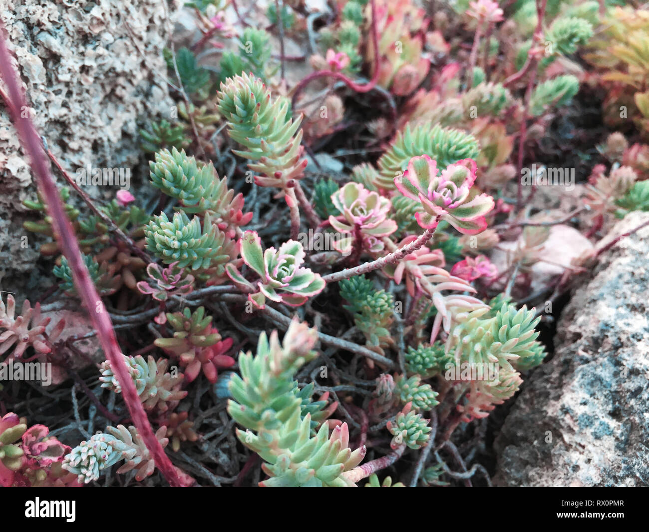 Rectangular arrangement of succulents, cactus succulents in a planter ...