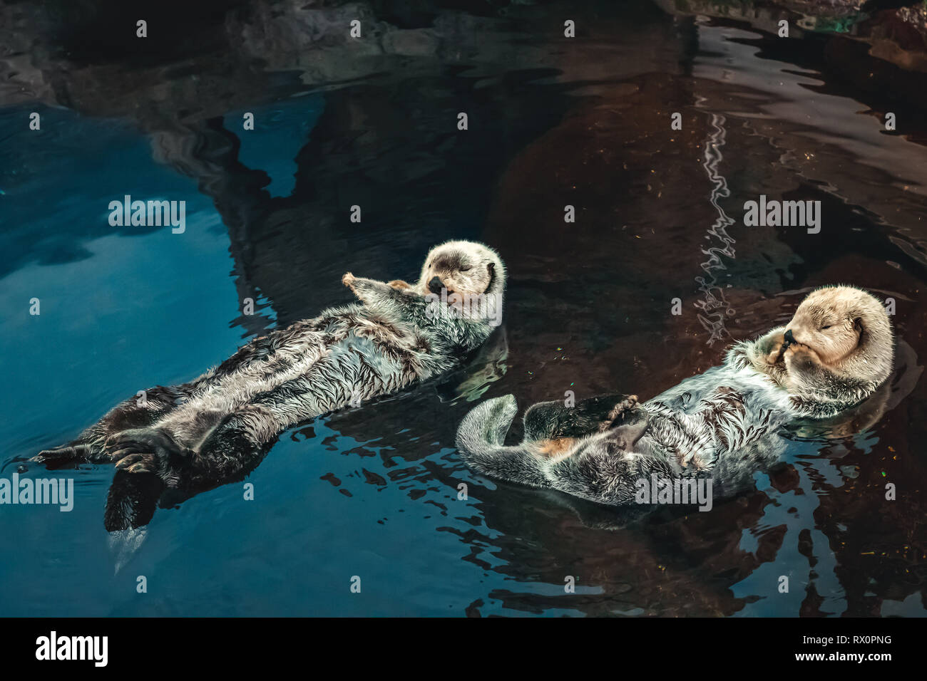Two sea Otter floating on his back Stock Photo - Alamy