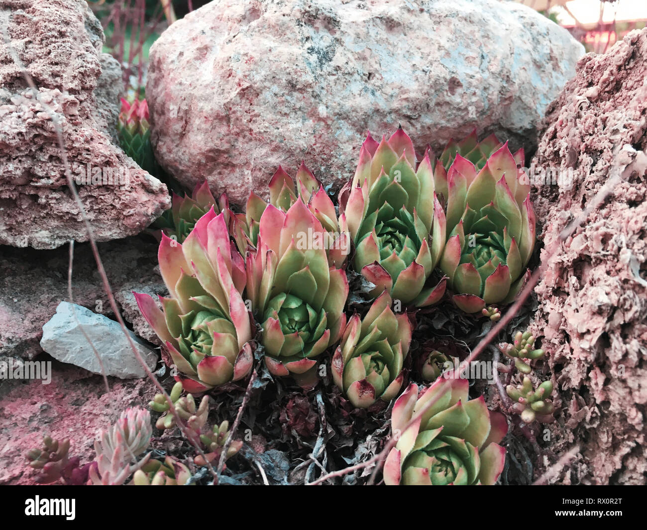 Rectangular arrangement of succulents, cactus succulents in a planter ...