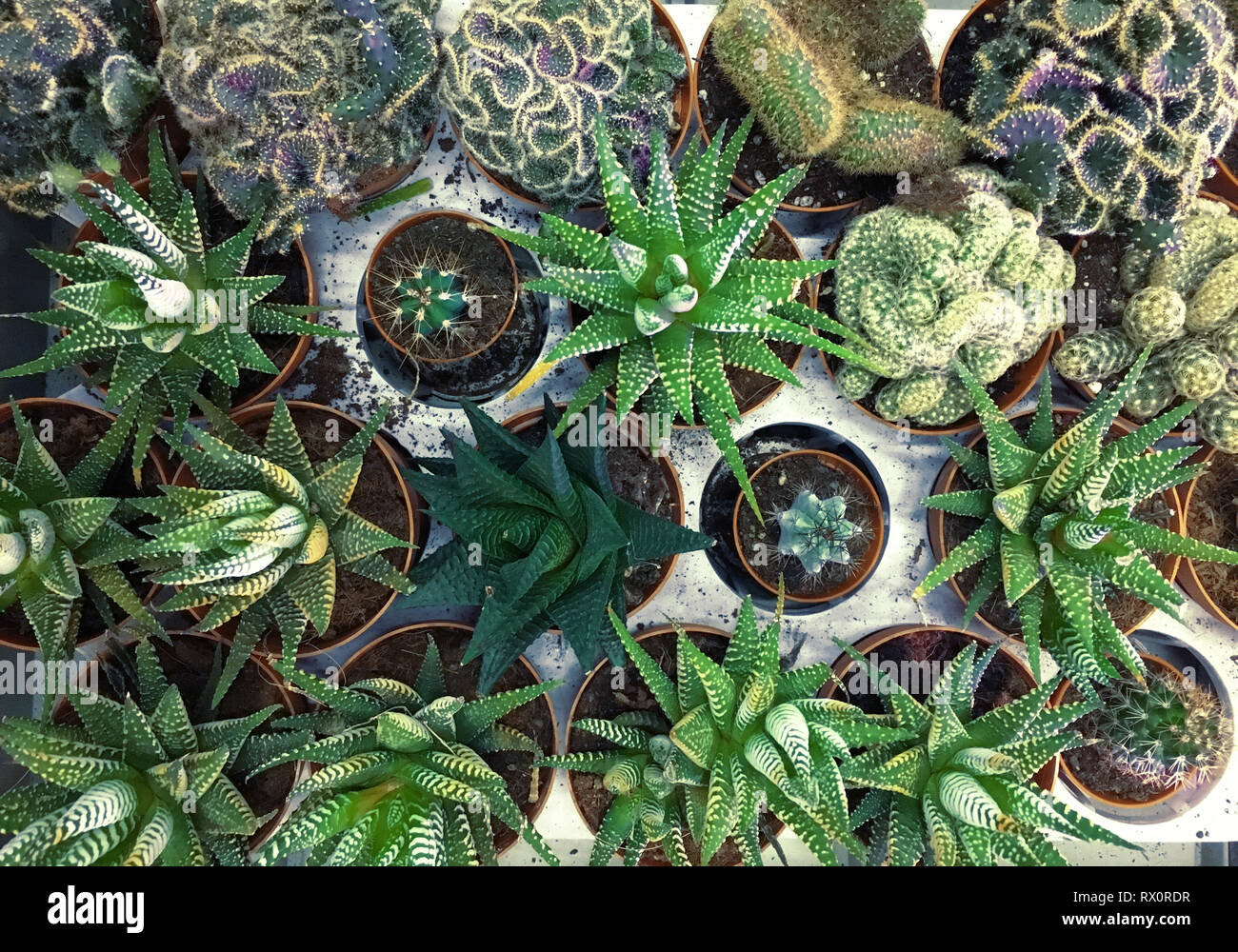 Rectangular arrangement of succulents, cactus succulents in a planter ...