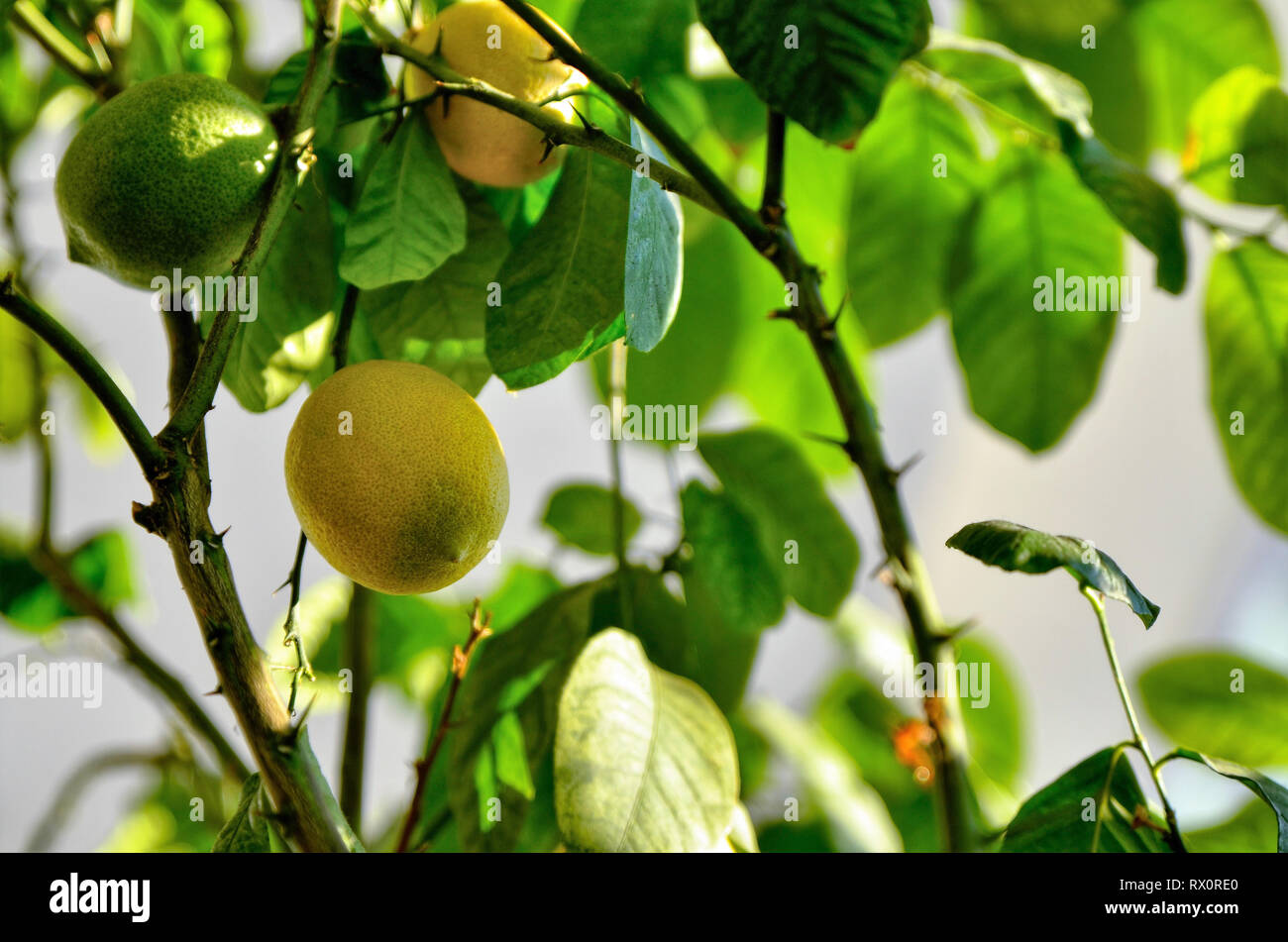 Lemon lemons greenhouse hires stock photography and images Alamy