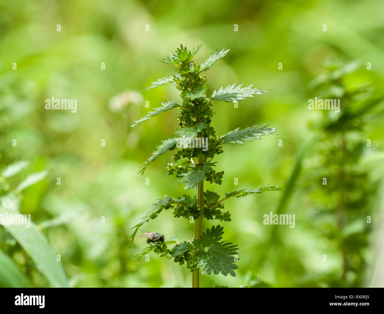 Nettle rash hi-res stock photography and images - Alamy
