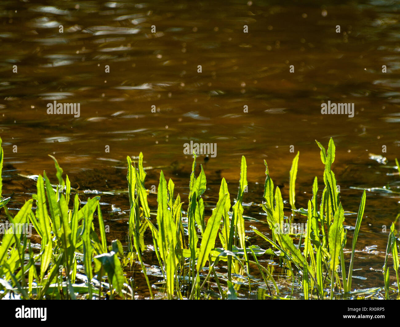 Aquatic plants vegetation hi-res stock photography and images - Alamy