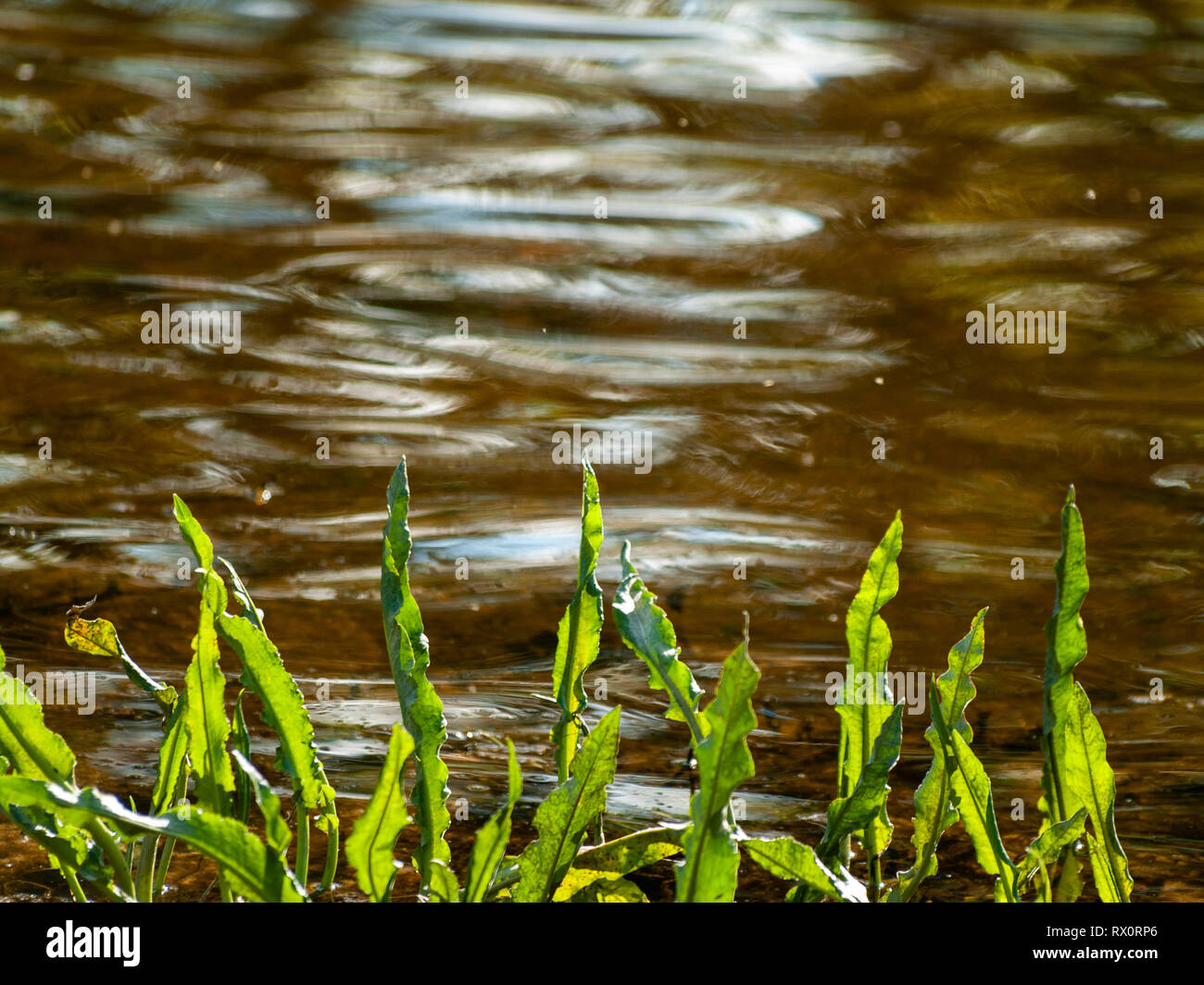 Aquatic plants vegetation hi-res stock photography and images - Alamy