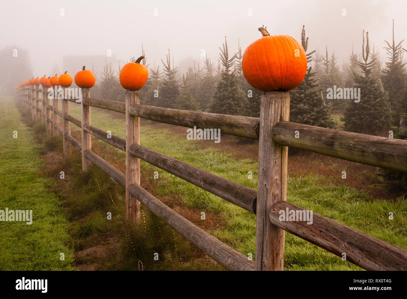 Farm with Pumpkins attached to a fence with early morning fog Stock ...