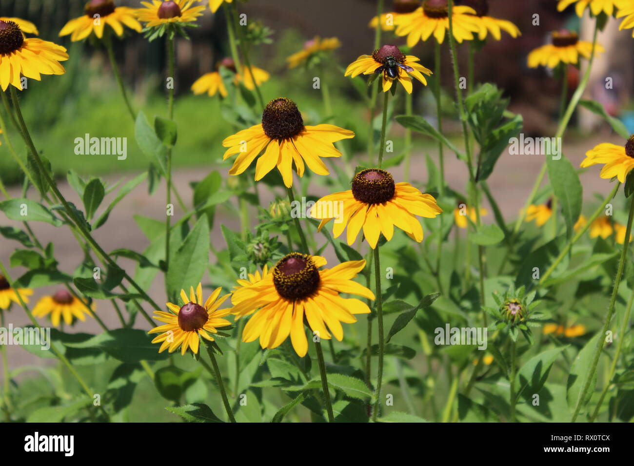 Cone flowers hires stock photography and images Alamy