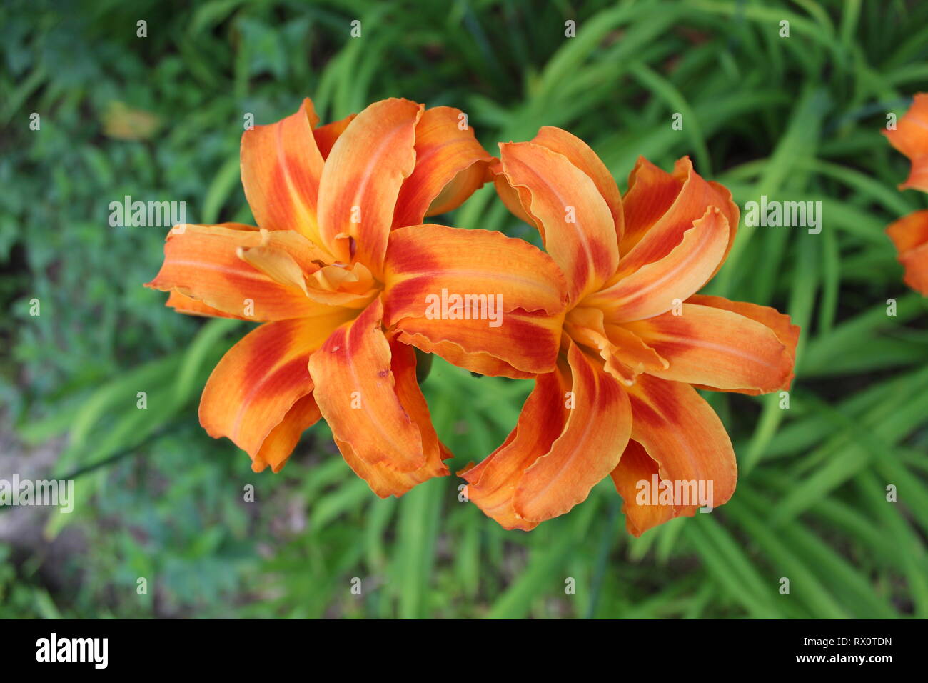 Hemerocallis fulva ‘Kwanso’- Dormant, Double Blooming Orange Daylily
