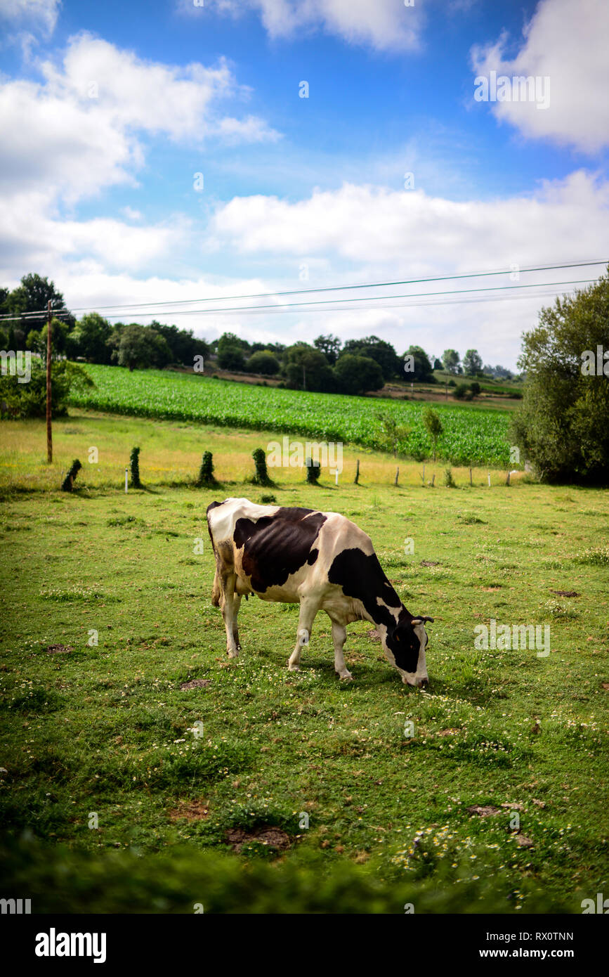 Field with cows along the Way of Saint James (Camino de Santiago), Galicia, Spain Stock Photo