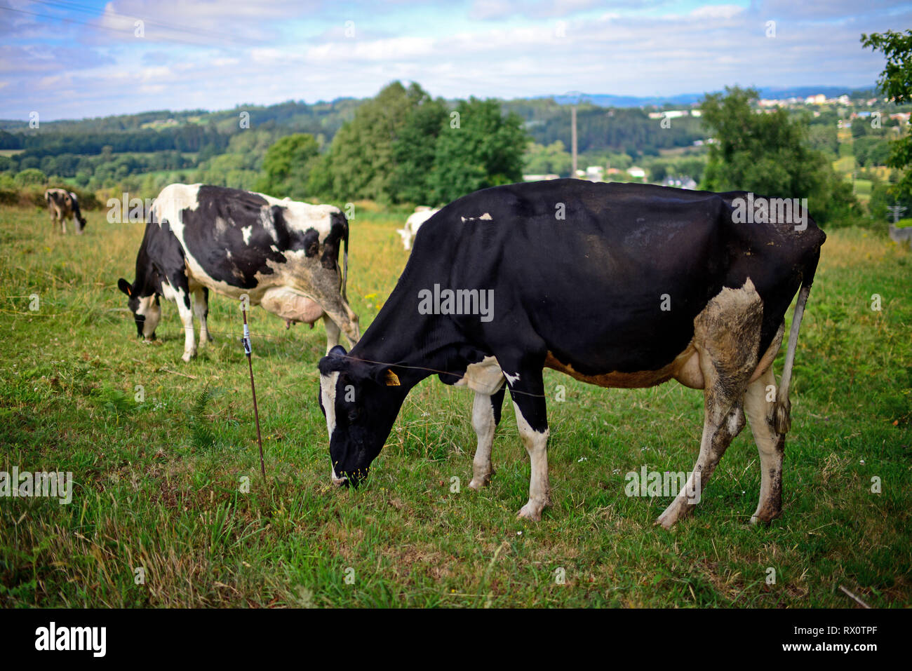 Field with cows along the Way of Saint James (Camino de Santiago), Galicia, Spain Stock Photo