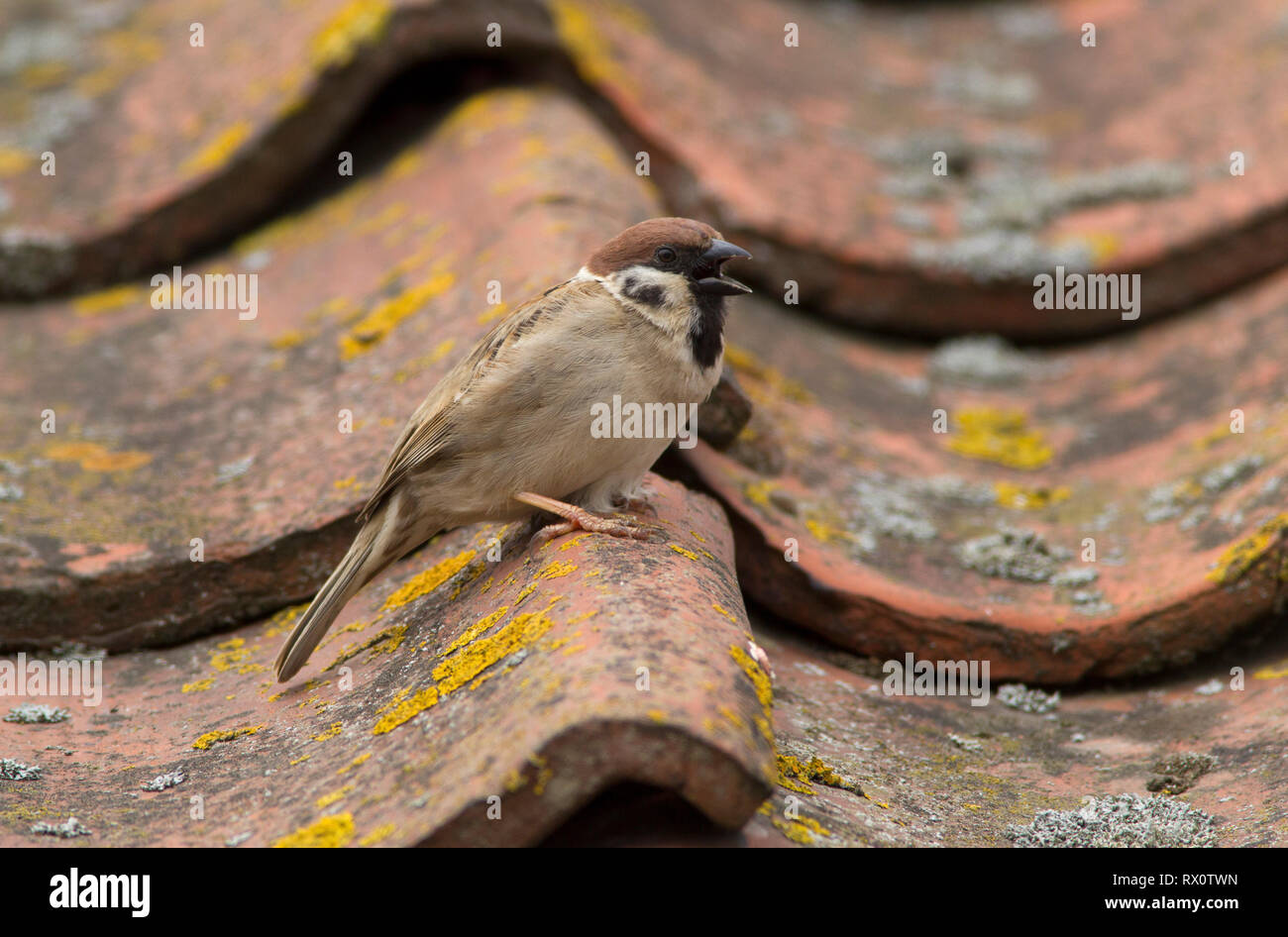 Tree Sparrow, Passer montanus, single adult singing on roof. Taken June,  Bempton, Yorkshire, UK. Stock Photo