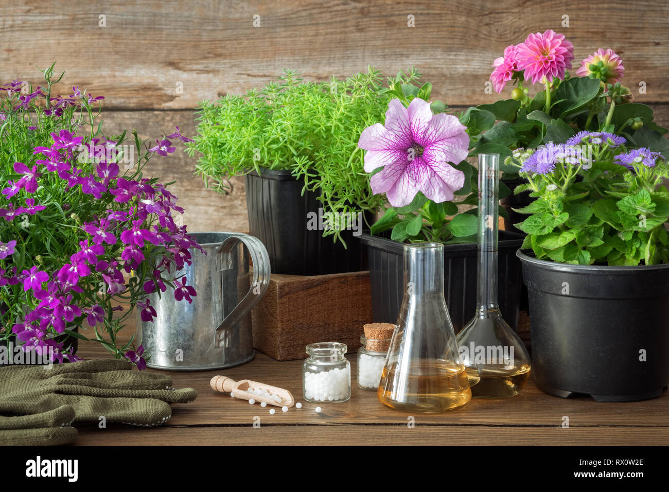 Seedling of garden plants and flowers, watering can and homeopathic remedies for plants. Natural alternative treatment of plant diseases. Stock Photo
