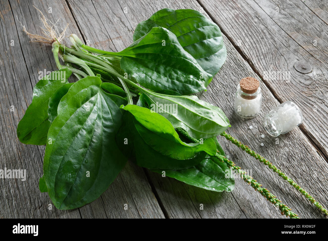 Bottles of homeopathic globules and Plantain - plantago major plant. Homeopathy medicine. Top view. Stock Photo