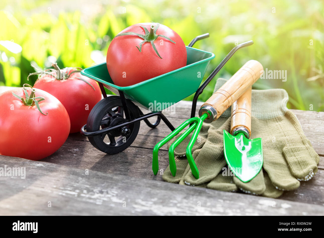 Small garden wheelbarrow with red ripe tomatoes, rake, shovel and gloves on wooden bench in garden. Stock Photo